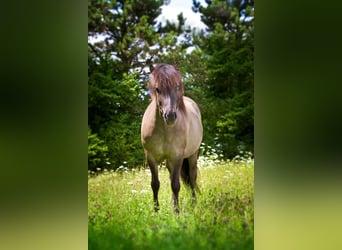 Islandpferd, Wallach, 5 Jahre, 145 cm, Falbe