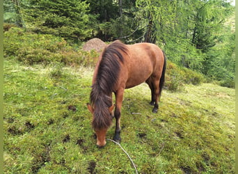 Islandpferd, Wallach, 5 Jahre, 145 cm, Falbe
