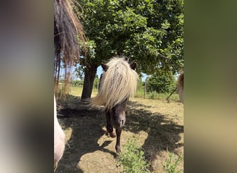 Islandpferd, Wallach, 5 Jahre, 145 cm