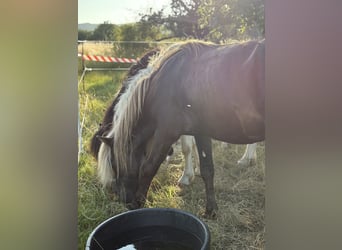 Islandpferd, Wallach, 5 Jahre, 145 cm