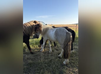 Islandpferd, Wallach, 5 Jahre, 145 cm