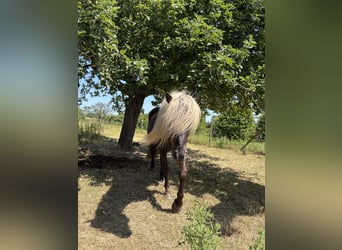 Islandpferd, Wallach, 5 Jahre, 145 cm