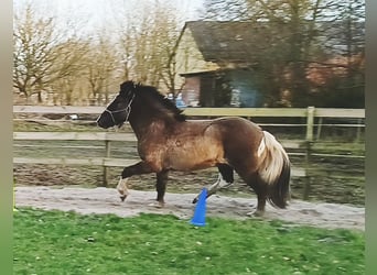 Islandpferd, Wallach, 5 Jahre, 146 cm, Falbe