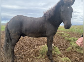 Islandpferd, Wallach, 5 Jahre, 147 cm, Brauner