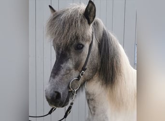 Islandpferd, Wallach, 5 Jahre, 147 cm, Kann Schimmel werden