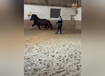 Islandpferd, Wallach, 5 Jahre, 147 cm, Rappe