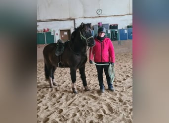 Islandpferd, Wallach, 5 Jahre, 147 cm, Rappe