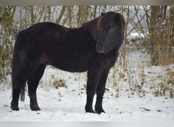 Islandpferd, Wallach, 5 Jahre, 148 cm