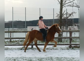 Islandpferd, Wallach, 5 Jahre, 150 cm, Fuchs