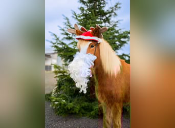 Islandpferd, Wallach, 5 Jahre, 150 cm, Fuchs