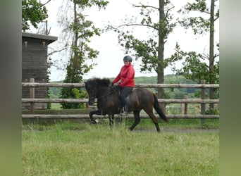 Islandpferd, Wallach, 5 Jahre, 150 cm, Rappe