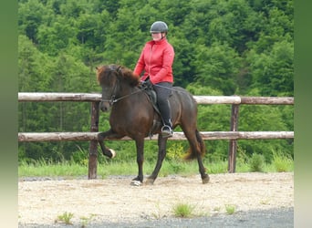Islandpferd, Wallach, 5 Jahre, 150 cm, Rappe