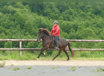 Islandpferd, Wallach, 5 Jahre, 150 cm, Rappe