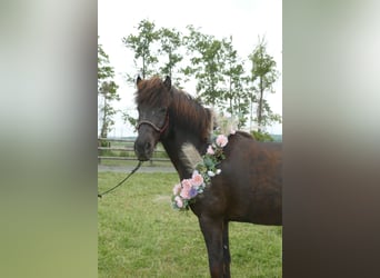 Islandpferd, Wallach, 5 Jahre, 150 cm, Rappe