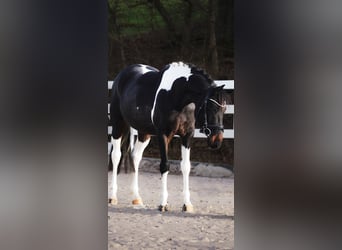 Islandpferd Mix, Wallach, 5 Jahre, 150 cm, Schecke