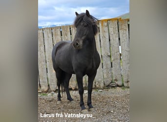 Islandpferd, Wallach, 5 Jahre