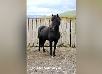 Islandpferd, Wallach, 5 Jahre