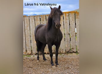 Islandpferd, Wallach, 5 Jahre