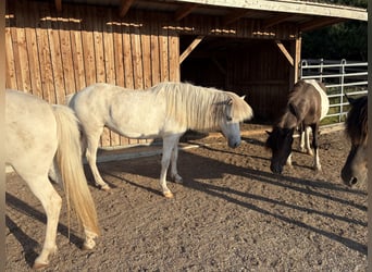 Islandpferd, Wallach, 5 Jahre