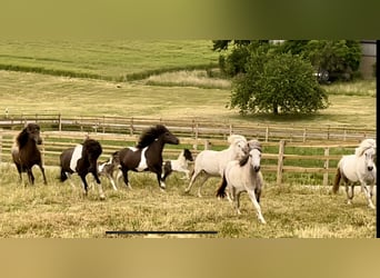 Islandpferd, Wallach, 5 Jahre