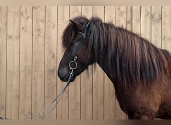 Islandpferd, Wallach, 5 Jahre, Rappe