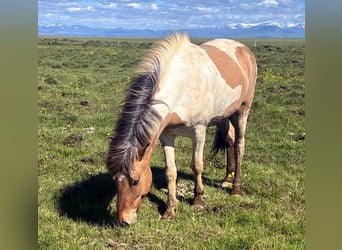 Islandpferd, Wallach, 5 Jahre, Schecke