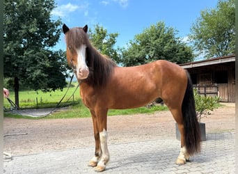 Islandpferd, Wallach, 5 Jahre, Schecke