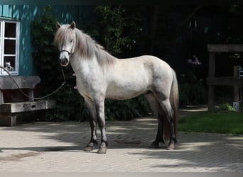 Islandpferd, Wallach, 5 Jahre, Schimmel