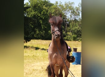 Islandpferd, Wallach, 5 Jahre