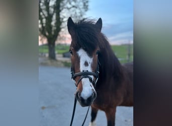 Islandpferd, Wallach, 6 Jahre, 133 cm, Brauner