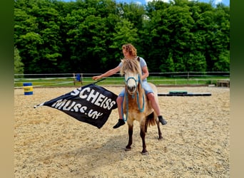 Islandpferd, Wallach, 6 Jahre, 133 cm, Falbe