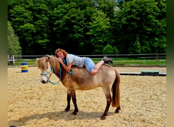 Islandpferd, Wallach, 6 Jahre, 133 cm, Falbe