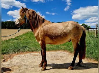 Islandpferd, Wallach, 6 Jahre, 133 cm, Falbe