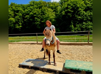Islandpferd, Wallach, 6 Jahre, 133 cm, Falbe