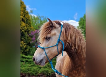 Islandpferd, Wallach, 6 Jahre, 133 cm, Falbe