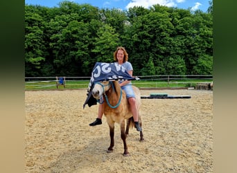Islandpferd, Wallach, 6 Jahre, 133 cm, Falbe