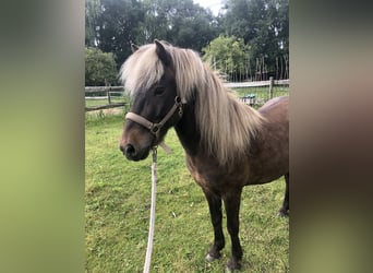 Islandpferd, Wallach, 6 Jahre, 136 cm