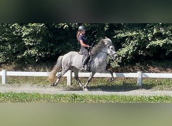 Islandpferd, Wallach, 6 Jahre, 137 cm, Apfelschimmel
