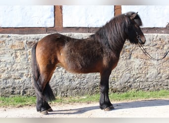 Islandpferd, Wallach, 6 Jahre, 137 cm, Brauner