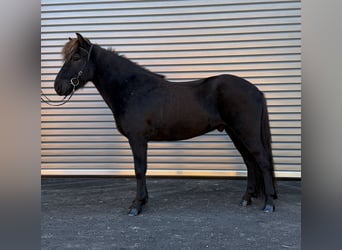 Islandpferd, Wallach, 6 Jahre, 137 cm, Rappe