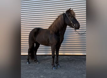 Islandpferd, Wallach, 6 Jahre, 137 cm, Rappe