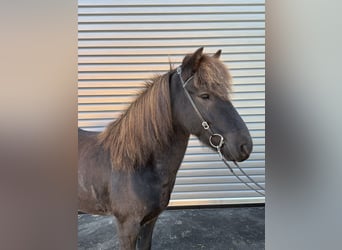 Islandpferd, Wallach, 6 Jahre, 137 cm, Rappe
