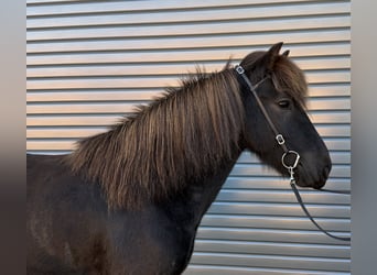 Islandpferd, Wallach, 6 Jahre, 137 cm, Rappe