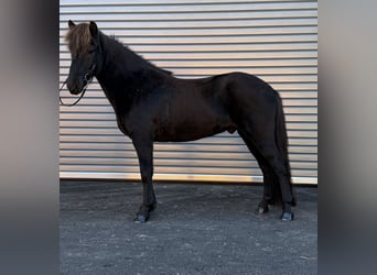 Islandpferd, Wallach, 6 Jahre, 137 cm, Rappe