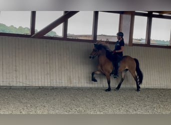 Islandpferd, Wallach, 6 Jahre, 138 cm, Brauner