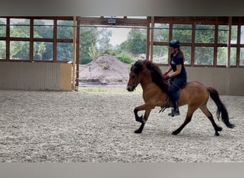 Islandpferd, Wallach, 6 Jahre, 138 cm, Brauner