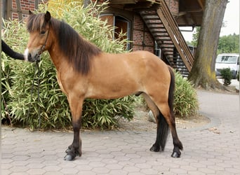 Islandpferd, Wallach, 6 Jahre, 138 cm, Brauner