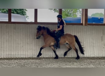 Islandpferd, Wallach, 6 Jahre, 138 cm, Brauner