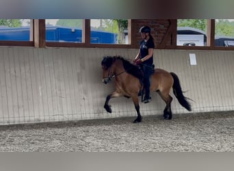 Islandpferd, Wallach, 6 Jahre, 138 cm, Brauner