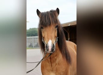Islandpferd, Wallach, 6 Jahre, 138 cm, Brauner
